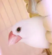 激レア 新潟銅器 弘前ねぷた 子供用じゃがね - メルカリ