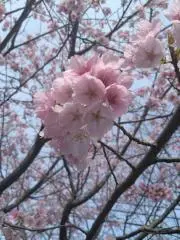メロンパンの画像