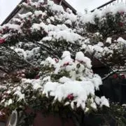 じぇい