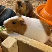 なすびの画像