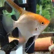 ぴーすけ