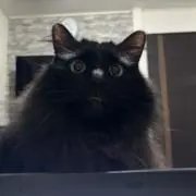 Qoo+の画像