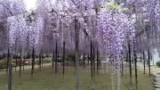くちびにーる☆の画像