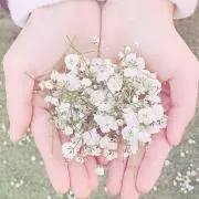 さくら☆