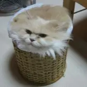 Minの画像