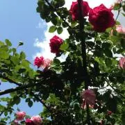 瑠璃 ※購入時プロフ必読の画像