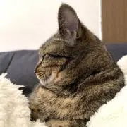Patoraの画像