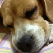 しんこ３歳