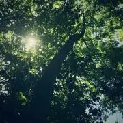 ナツキ