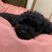 pookeeeの画像