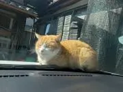 yakitoriの画像