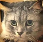 くろねこ断捨離中の画像