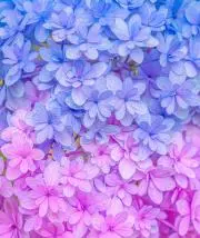 SAKURAの画像