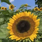 ★drop★の画像