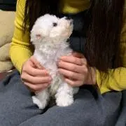 Cocoの画像