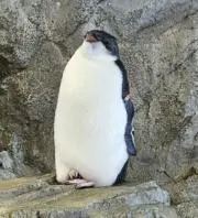 ミドリの画像