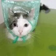 korin