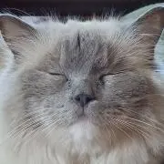＊chiharu＊の画像