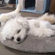 miiの画像