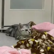みけけ