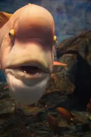 根魚の画像