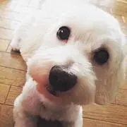 ぽんぽこぽーんの画像