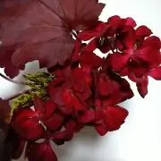 ばばちゃんの画像