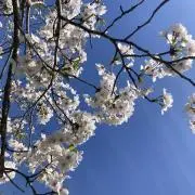 まりもの画像