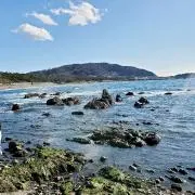 杏の画像