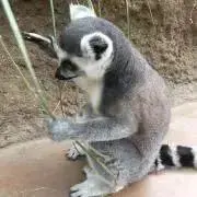 guuuuの画像