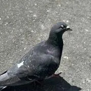 【基本無言取引】ひよこの画像