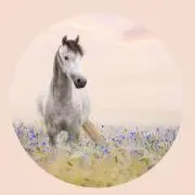 MIAの画像