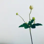 iwa