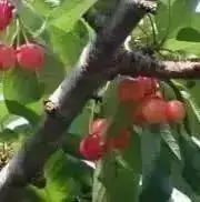 さくらんぼの画像