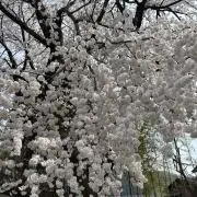 桜の画像