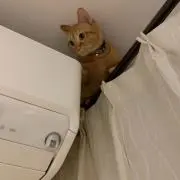 なでしこの画像