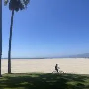 たまこの画像