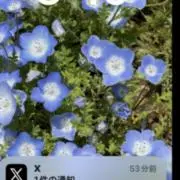 ポパイの画像