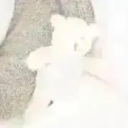 しろくま ‎⑅⃝プロフ必読の画像