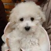 おかやんの画像