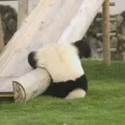 パンダの画像