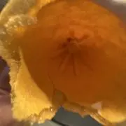 どんぐりのまつぼっくりの画像