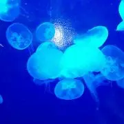 しょこらばにらの画像