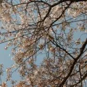 クロ丸の画像
