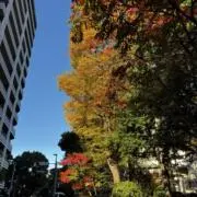 KZYの画像