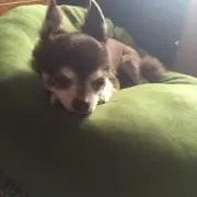 みぃちゃん