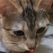 みい☆