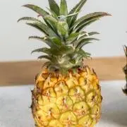 ちょこみの画像