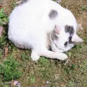 kuroe