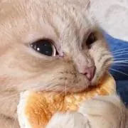 Yumikonokoの画像